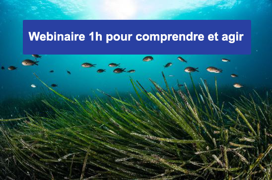 16 avril 2024 : La posidonie au cœur de l’adaptation face aux effets du changement climatiques