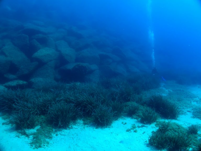 Nouvelle étude sur la préservation des herbiers de posidonie à proximité des ouvrages maritimes
